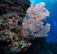 Barracuda Bommie Dive Site - Perth Resorts