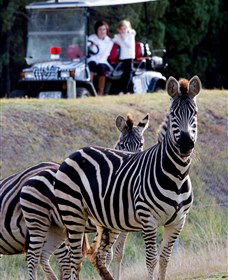 Taronga Western Plains Zoo, Dubbo - Accommodation Perth 1