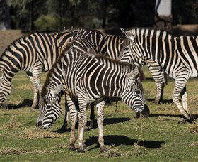 Taronga Western Plains Zoo, Dubbo - Accommodation Perth 5