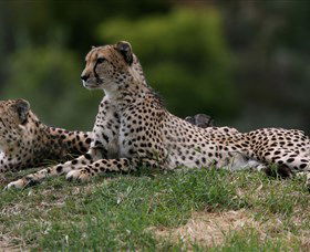 Taronga Western Plains Zoo, Dubbo - Accommodation Perth 6