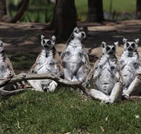 Savannah Visitor Plaza Taronga Western Plains Zoo Dubbo - Accommodation Perth