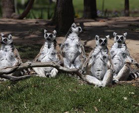 Savannah Visitor Plaza, Taronga Western Plains Zoo Dubbo - Accommodation Perth 0