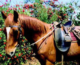 Western Plains Riding Centre - Accommodation Perth 0