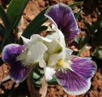 Sunshine Iris Nursery - Accommodation Perth