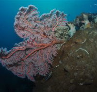 Luncheon Bay Dive Site - Accommodation Perth