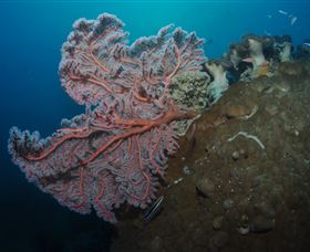 Luncheon Bay Dive Site - Accommodation Perth 0