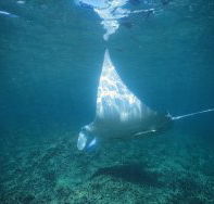 Manta Ray Bay Dive Site - Accommodation Perth