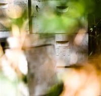 Bees on Keswick Island - Accommodation Perth