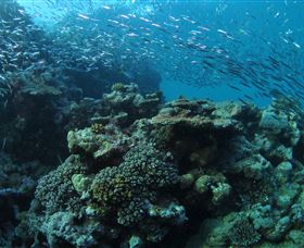 Manta Ray Drop Off Dive Site - Accommodation Perth 1