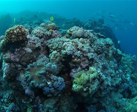 Manta Ray Drop Off Dive Site - Accommodation Perth 0