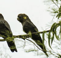 Conimbla National Park - Accommodation Perth