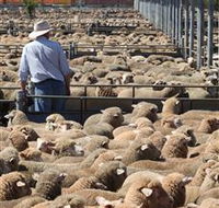 Livestock Marketing Centre - Perth Resorts
