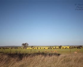 Cootamundra Bird Walk - Accommodation Perth 0