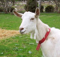 Dunkell Goats - Accommodation Perth