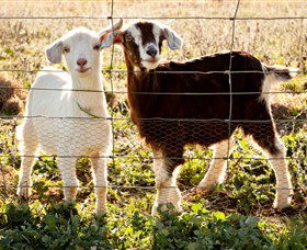 Dunkell Goats - Accommodation Perth 3