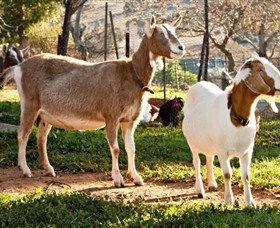 Dunkell Goats - Accommodation Perth 1