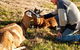 Dunkell Goats - thumb 4