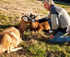 Dunkell Goats - Accommodation Perth 4