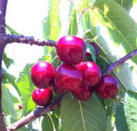 Ballinaclash Orchard and Cellar Door - Accommodation Perth