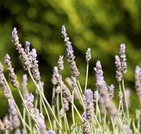 Rustique Lavender Farm - Perth Resorts