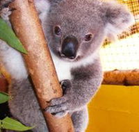 Cooberrie Park Wildlife Sanctuary - Accommodation Perth