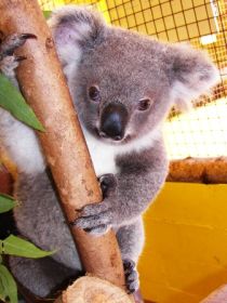 Cooberrie Park Wildlife Sanctuary - Accommodation Perth 0