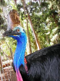 Cooberrie Park Wildlife Sanctuary - Accommodation Perth 1