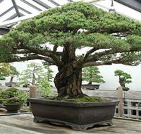 Peards Complex Albury - Accommodation Perth