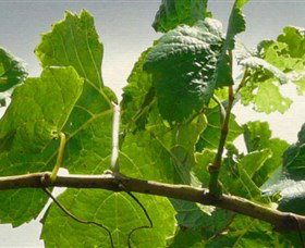 Angullong Wines - Perth Resorts 1