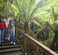 Otway Fly Treetop Adventures - Accommodation Perth