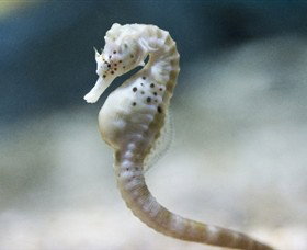 SEA LIFE Melbourne Aquarium - Accommodation Perth 0