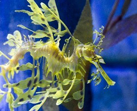 SEA LIFE Melbourne Aquarium - Accommodation Perth 1