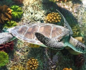 SEA LIFE Melbourne Aquarium - Accommodation Perth 5