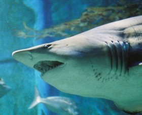 SEA LIFE Melbourne Aquarium - Accommodation Perth 8