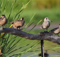Jerrabomberra Wetlands