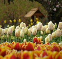 Tulip Top Gardens - Accommodation Perth