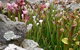 Blue Mountains Botanic Garden - thumb 4