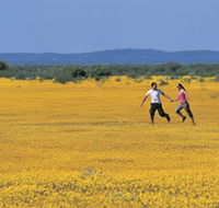 Wildflowers of the Mid West - Accommodation Perth
