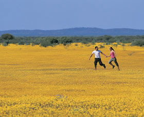 Wildflowers Of The Mid West - Accommodation Perth 0