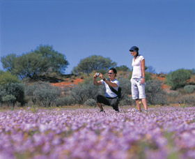 Wildflowers Of The Mid West - Accommodation Perth 1