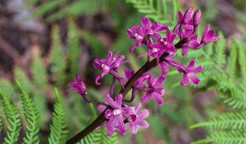 Cassinia Walking Track - Accommodation Perth 0