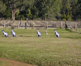 Wollombi Wines - Accommodation Perth 5
