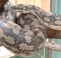Armadale Reptile Centre - Accommodation Perth