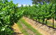 Misty Glen Wines And Cottage - thumb 1