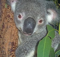 Hunter Valley Zoo - Accommodation Perth