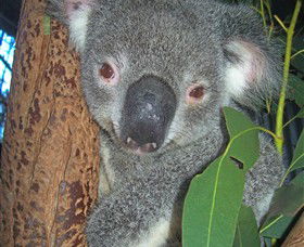 Hunter Valley Zoo - Accommodation Perth 0