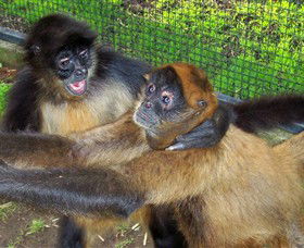 Hunter Valley Zoo - Accommodation Perth 5