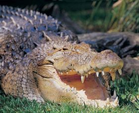 Featherdale Wildlife Park - Perth Resorts 1