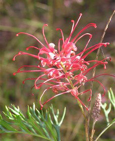 Wirrimbirra Sanctuary - Perth Resorts 0