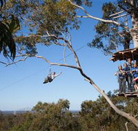 TreeTop Safari
